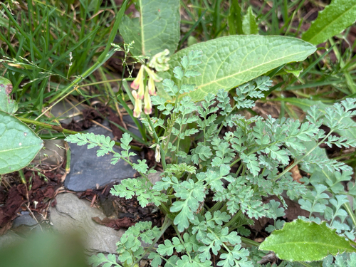 Corydalis ophiocarpa, photograph 5