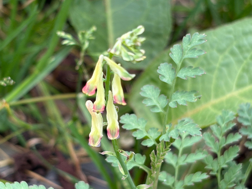 Corydalis ophiocarpa, photograph 4