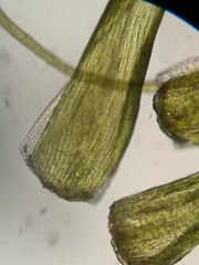 Dicranodontium denudatum
