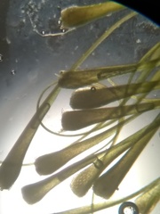 Dicranodontium denudatum