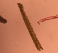 Dicranodontium denudatum