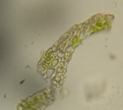 Dicranodontium denudatum