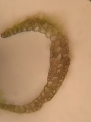 Dicranodontium denudatum