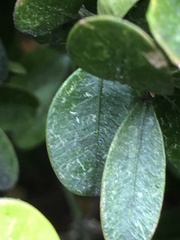 Eurytetranychus buxi