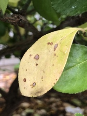 Cercospora