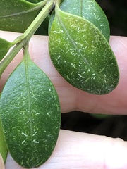 Eurytetranychus buxi