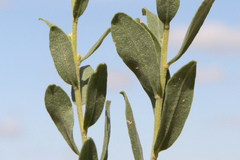 Solidago spathulata spathulata