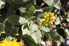 Solidago spathulata spathulata