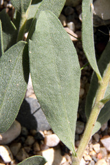 Solidago spathulata spathulata