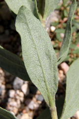 Solidago spathulata spathulata