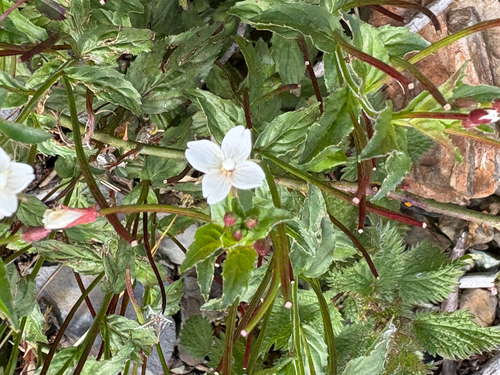 Amur willowherb (Epilobium amurense)