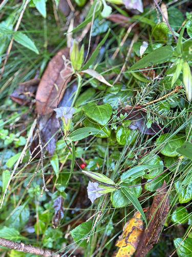 Tripterospermum lanceolatum, photograph 3