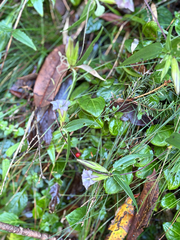 Tripterospermum lanceolatum, photograph (c) 黃美滿, some rights reserved (CC BY)