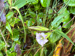 Tripterospermum lanceolatum, photograph (c) 黃美滿, some rights reserved (CC BY)