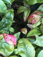 Pseudocercospora nandinae