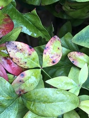Pseudocercospora nandinae