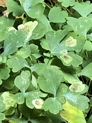 Phytomyza aquilegiae group
