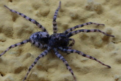 Arctosa perita