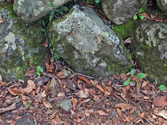 Plestiodon japonicus