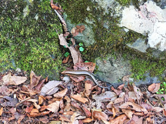 Plestiodon japonicus