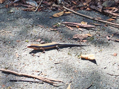 Plestiodon japonicus