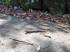 Plestiodon japonicus