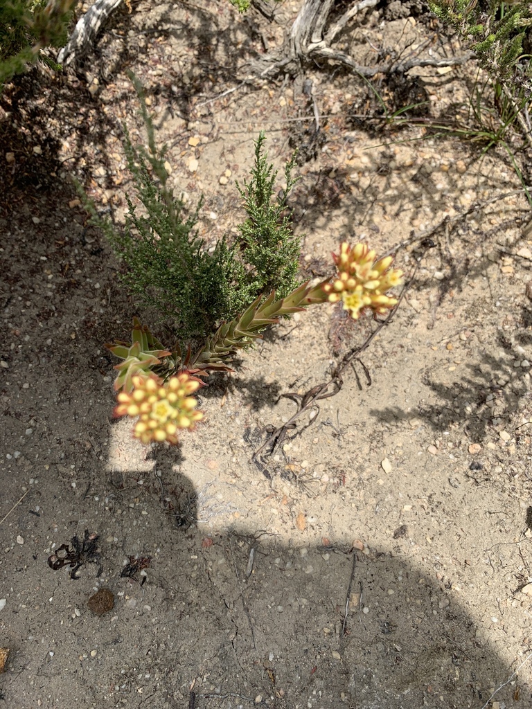 Crassula flava 2