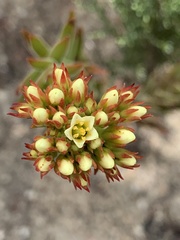 Crassula flava