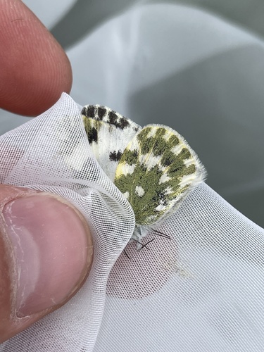 Eastern Bath White