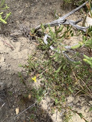 Osteospermum ciliatum