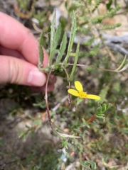 Osteospermum ciliatum