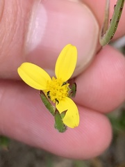 Osteospermum ciliatum