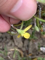 Osteospermum ciliatum