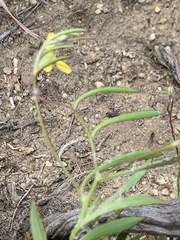 Osteospermum ciliatum