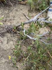 Osteospermum ciliatum