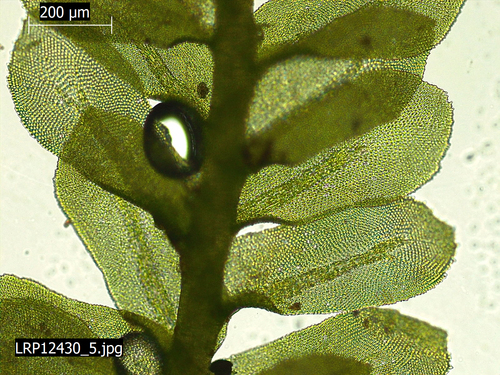 Austrothamnium pumilum, 2025-09-06
