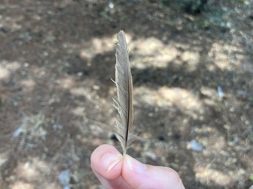 Plume de Rossignol philomèle