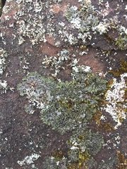 Phaeophyscia sciastra