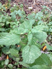 Urtica dioica