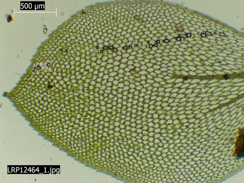 Calyptrochaeta cristata observed 2025-09-06