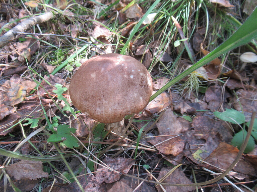 Leccinum scabrum · September 2025 · photo: © smsergey (iNaturalist, cc-by-nc)