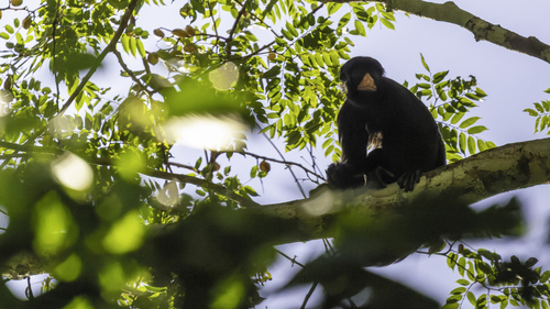 Red-nosed Bearded Saki