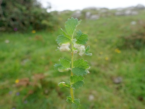 Aceria sanguisorbae