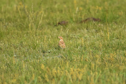 Mongolian Lark (Melanocorypha mongolica), photo 10