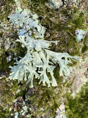 Ramalina fastigiata