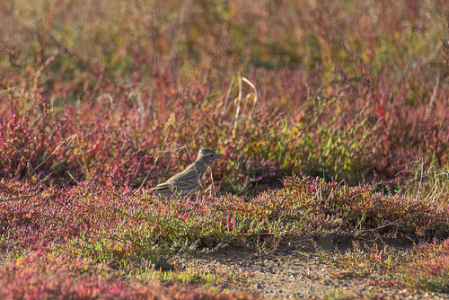 Asian Short-toed Lark (Alaudala cheleensis), photo 7
