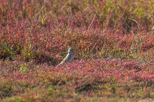 Asian Short-toed Lark (Alaudala cheleensis), photo 9