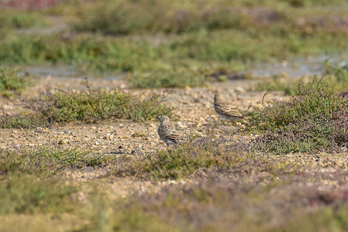 Asian Short-toed Lark (Alaudala cheleensis), photo 8