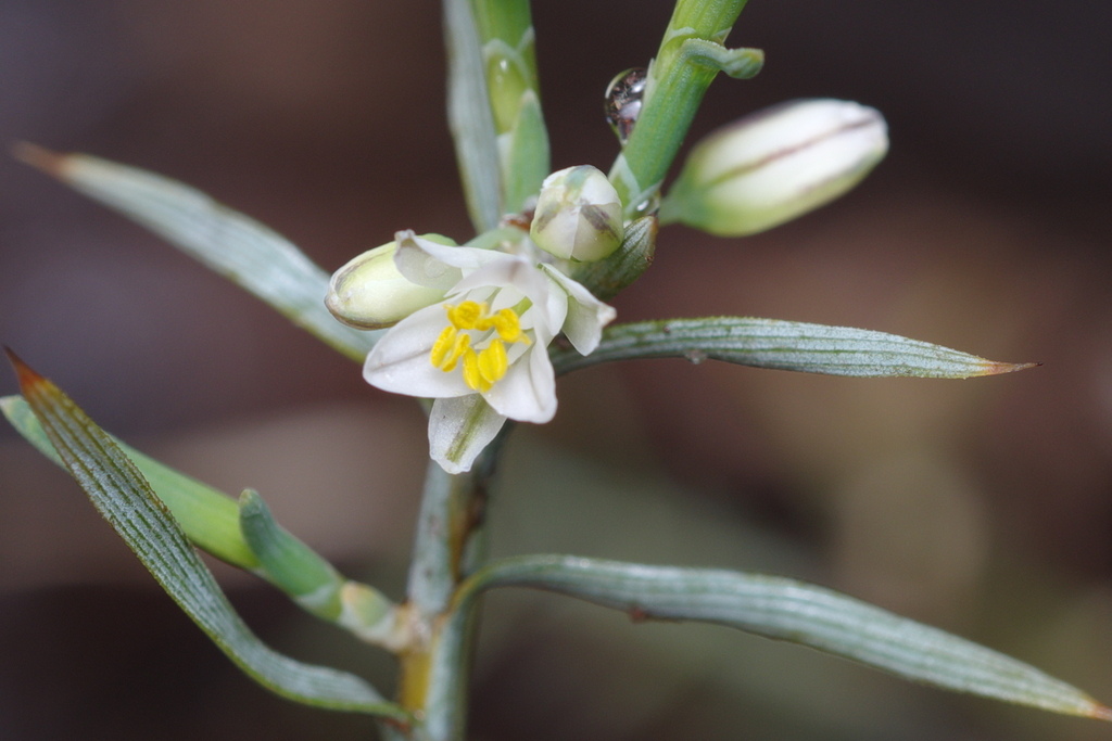 Acanthocarpus