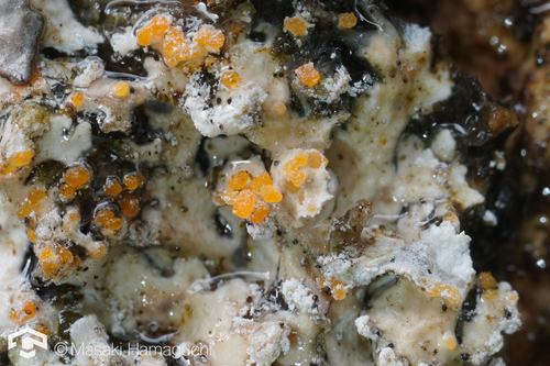 Erythricium aurantiacum